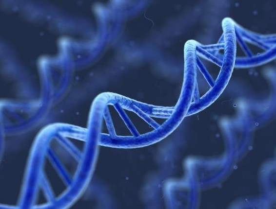 清真食品中的生物技術(shù)及轉(zhuǎn)基因生物制品 生物科技的融合與挑戰(zhàn)